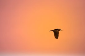 Sound barrier on Jiangmen-Zhanjiang Railway to protect Birds' Paradise, including night herons