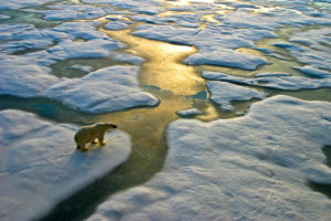 Polar bear near the Russian Arctic