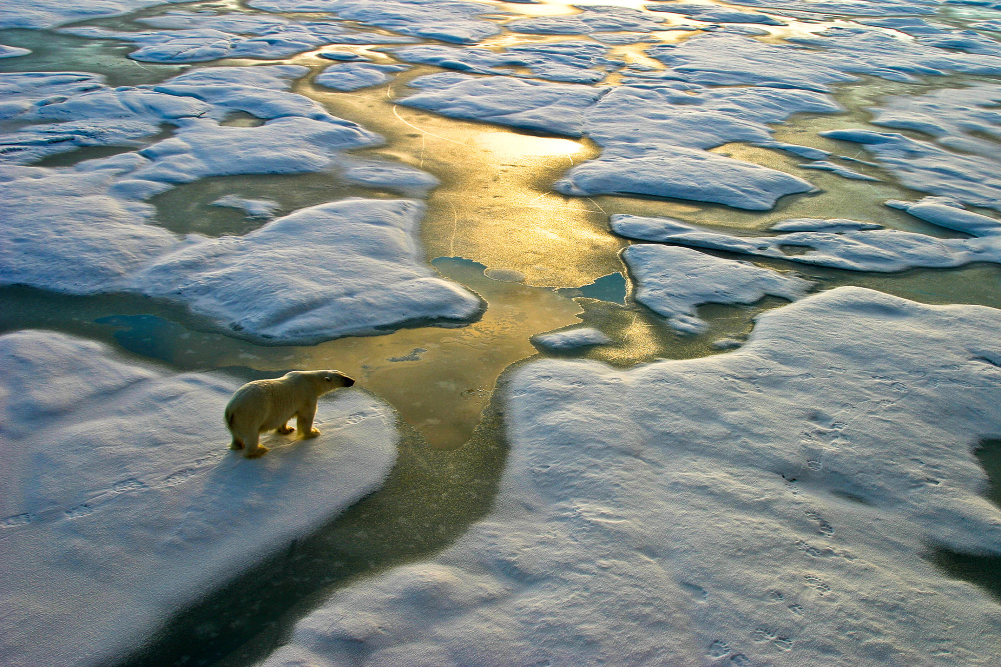 Polar bear near melting ice as a symbol of climate change