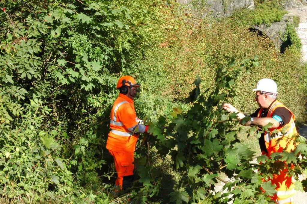 Biodiverse Railway Lineside