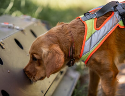 Deutsche Bahn Trains Dogs to Sniff Out Protected Species