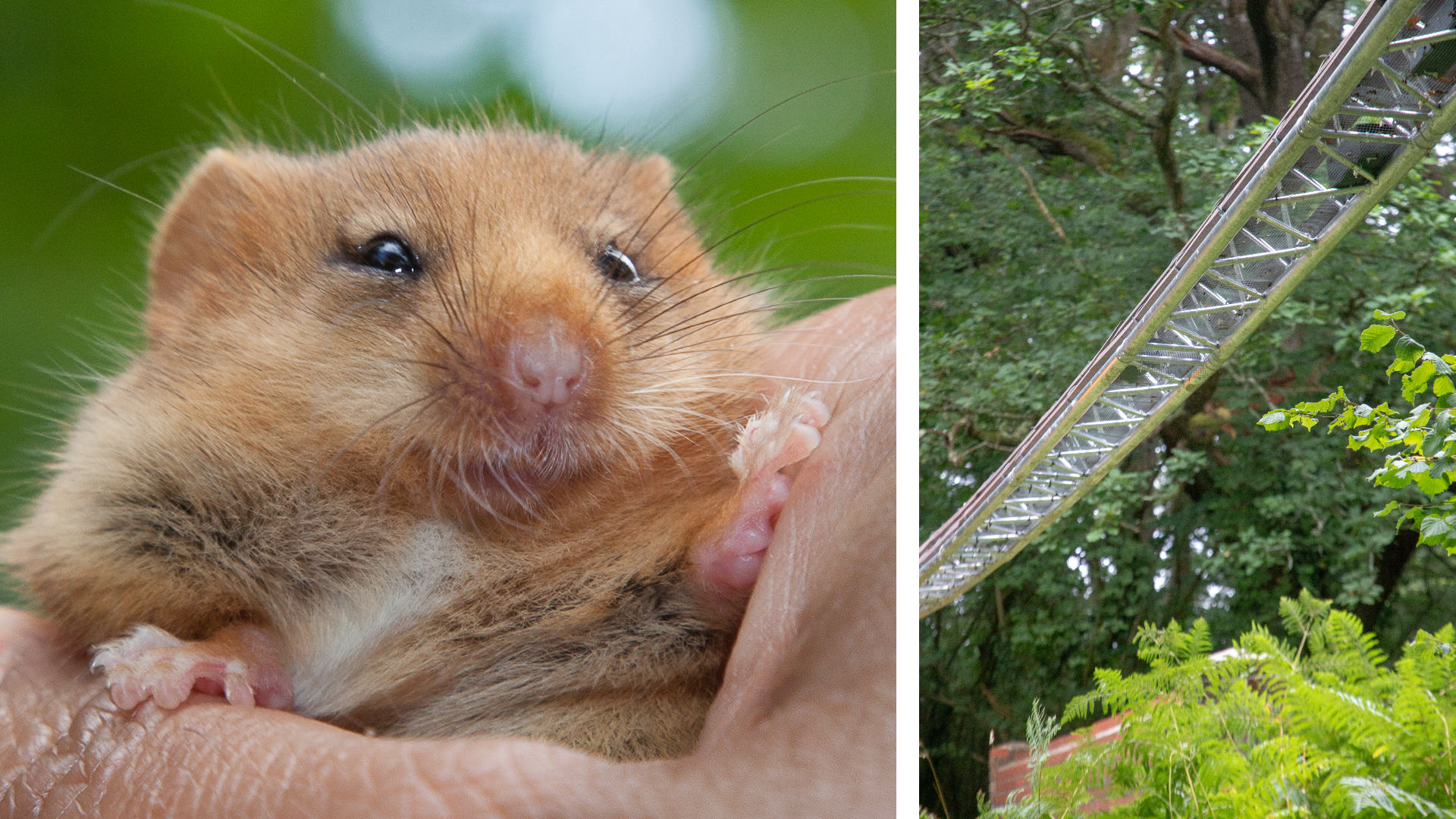 Hazel dormice to be given a bridge over a Furness line in Lancashire