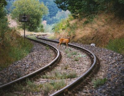 Alstom and FLOX Robotics Collaborate on Wildlife Protection Technology