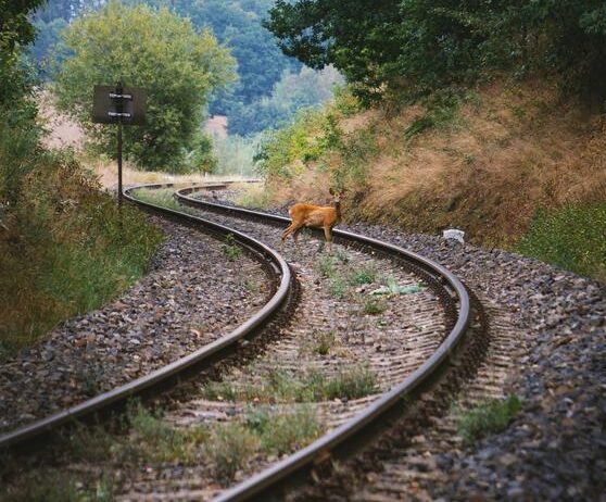 Wildlife on the railway line
