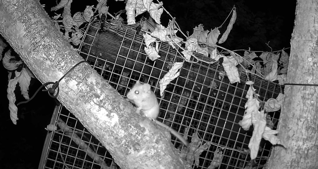 An image of a dormouse captured on an infrared camera