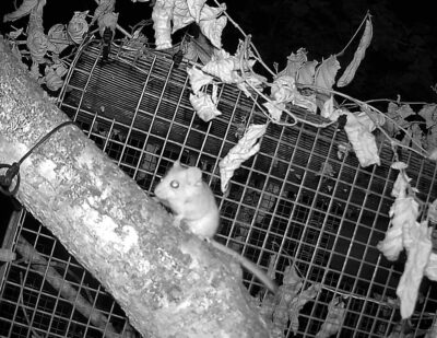 UK: Network Rail Partners with ZSL to Monitor Dormouse Activity