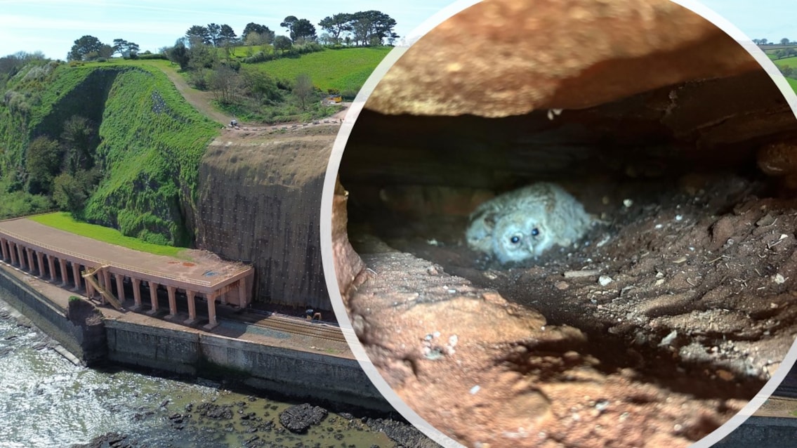 UK: Dawlish Cliff Works Paused Due to Unexpected Wildlife