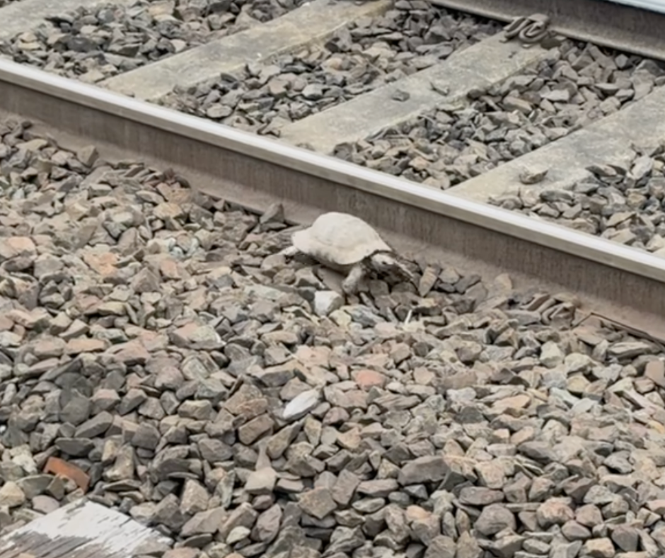 The tortoise was reportedly making his way toward London Euston